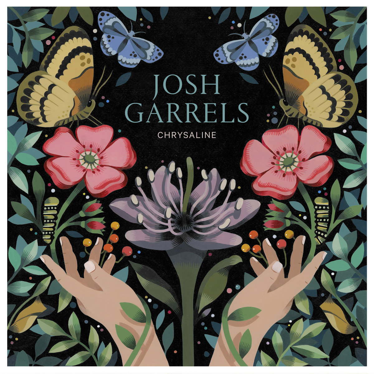 Album Art of Josh Garrels's Chrysaline album - With a thin white border around the edge, the black background has an illustration of plants, butterflies, and a pair of hands reaching up towards the flora and fauna. The image is nearly symmetrical, with a purple flower right in the center that has large pollen receptors coming out of the middle of the open flower. There are red flowers open on both sides of the purple one, with green, leafy branches along the edges of the illustration. Above the flowers on both the right and left are two butterflies, for a total of four. In the leaves and branches can be seen a caterpillar and chrysalis as well. In the middle towards the top is the artist's name in large, blue letters, and the album title in much smaller light gray.