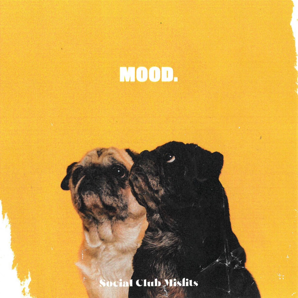 Album Art of Social Club Misfit's Mood EP - On a gold background, the word 'mood.' is printed. Below, two pugs, one black and one brown, are sitting and looking up.